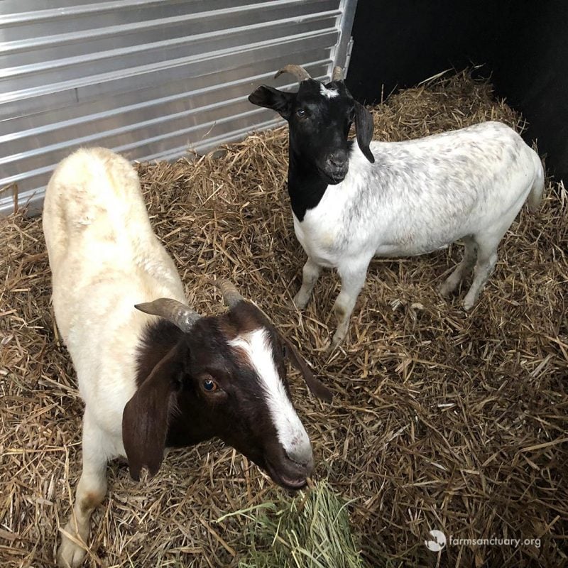 Taylor and Reiman standing in hay