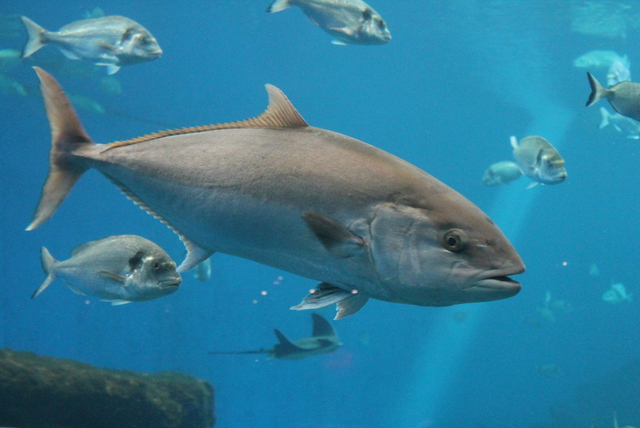Vertical explainer photo 1 - tuna fish swimming underwater