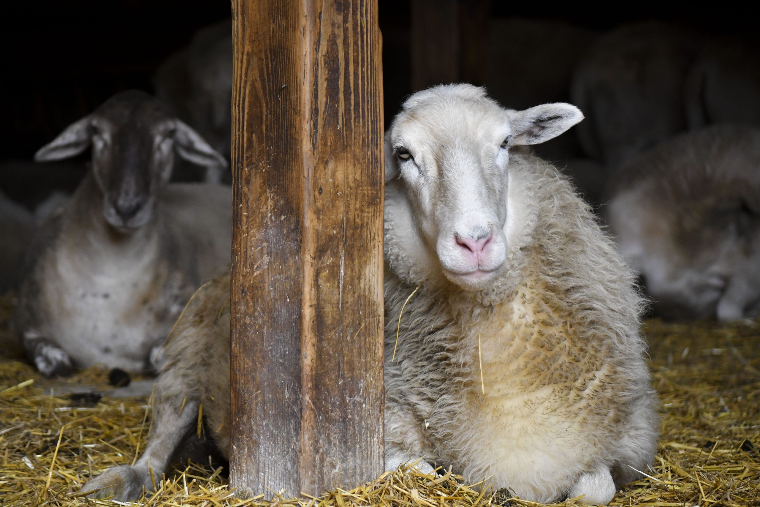 Adriano Sheep at Farm Sanctuary