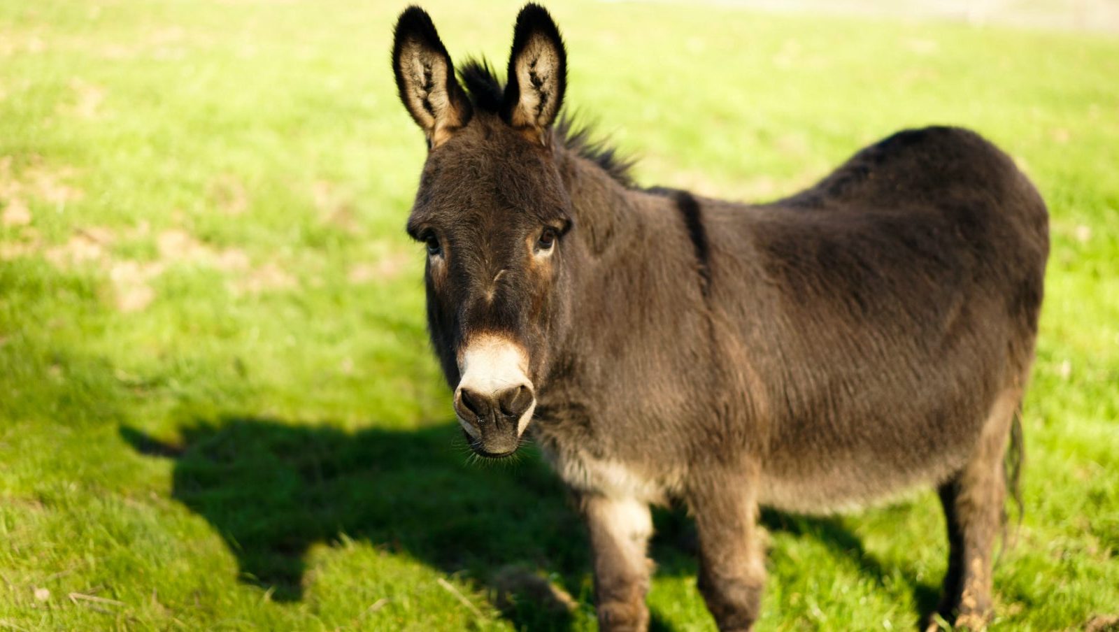 Albert Donkey