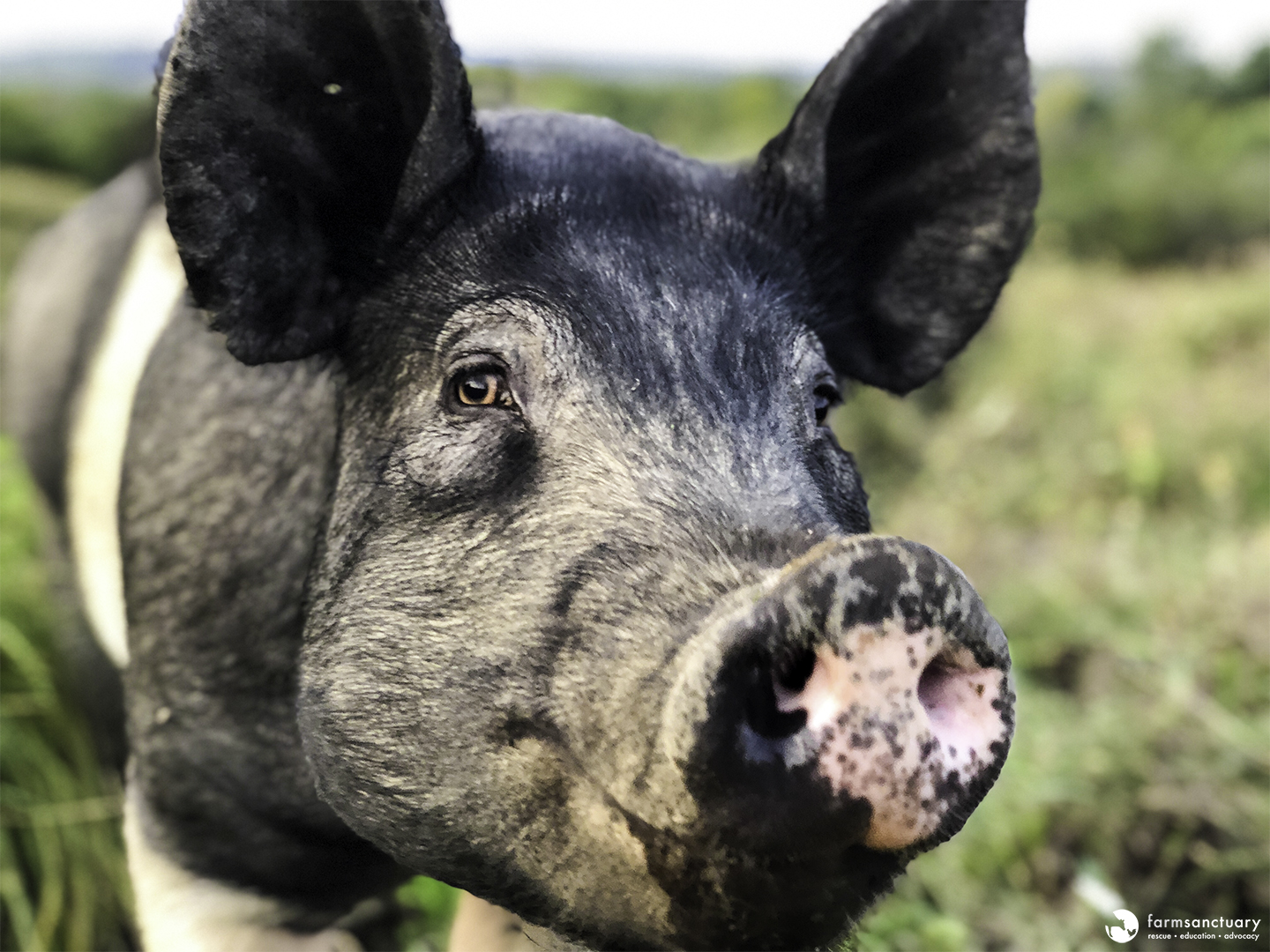 Ami Pig at Farm Sanctuary