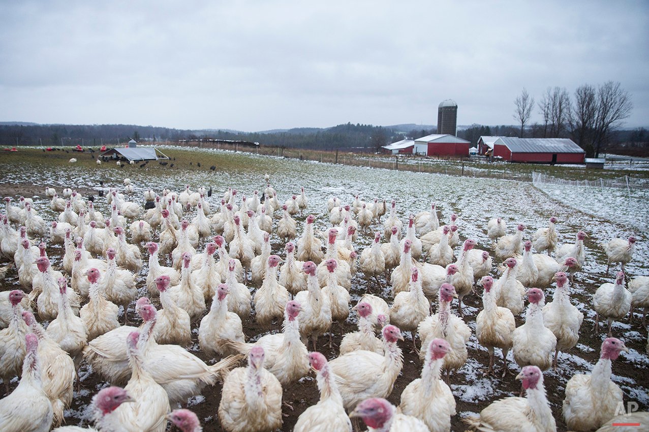 In this 2014, photo, a gang of Broad Breasted Whites roam their paddock before they are harvested for Thanksgiving at Violet Hill Farm, in West Winfield, N.Y. (John Minchillo/AP)