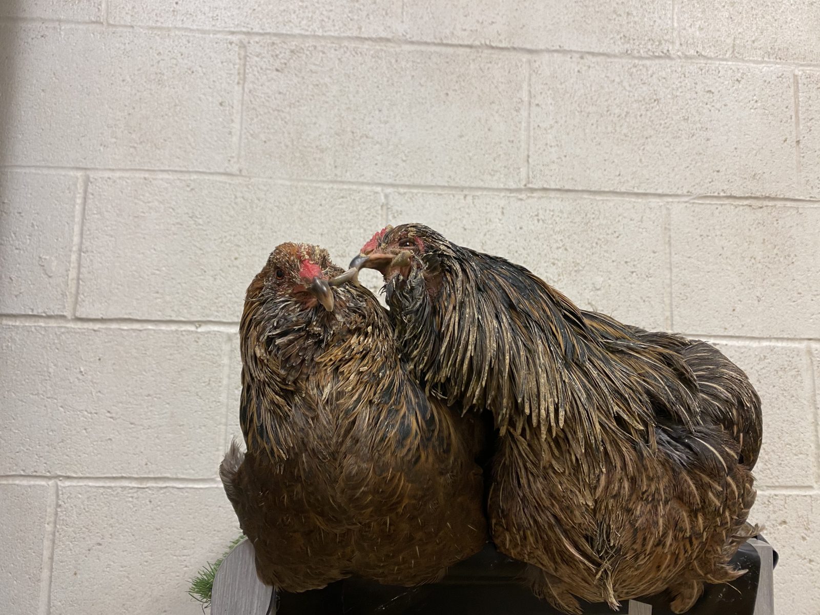 Bella and Vector Hen touching their beaks together