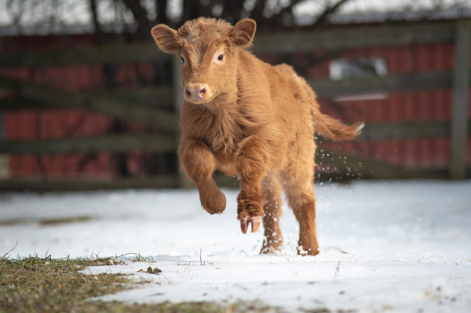 Bruce calf running playing in snow