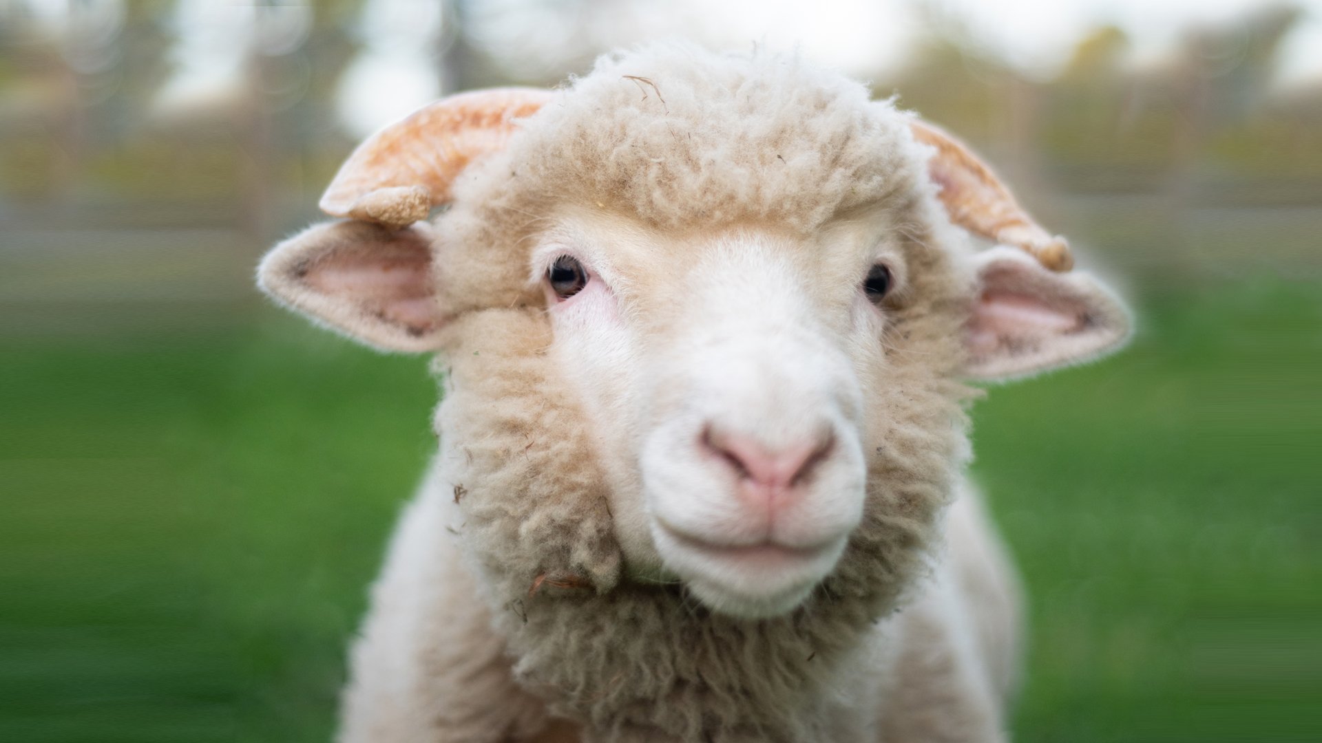 Boris lamb