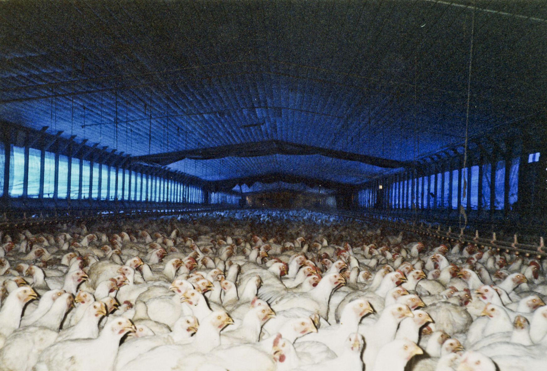 'Broiler' chickens raised for slaughter