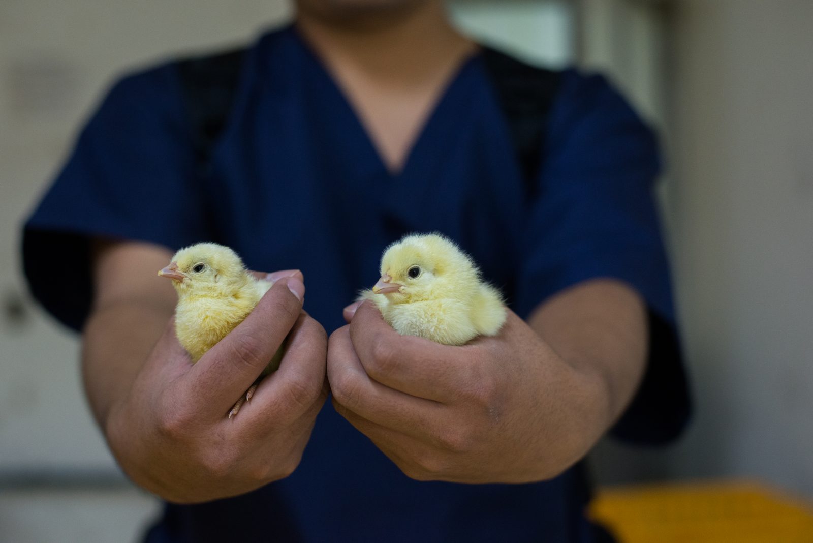 Man Holding Two Young Chicks At A Broiler Hatchery In Mexico.