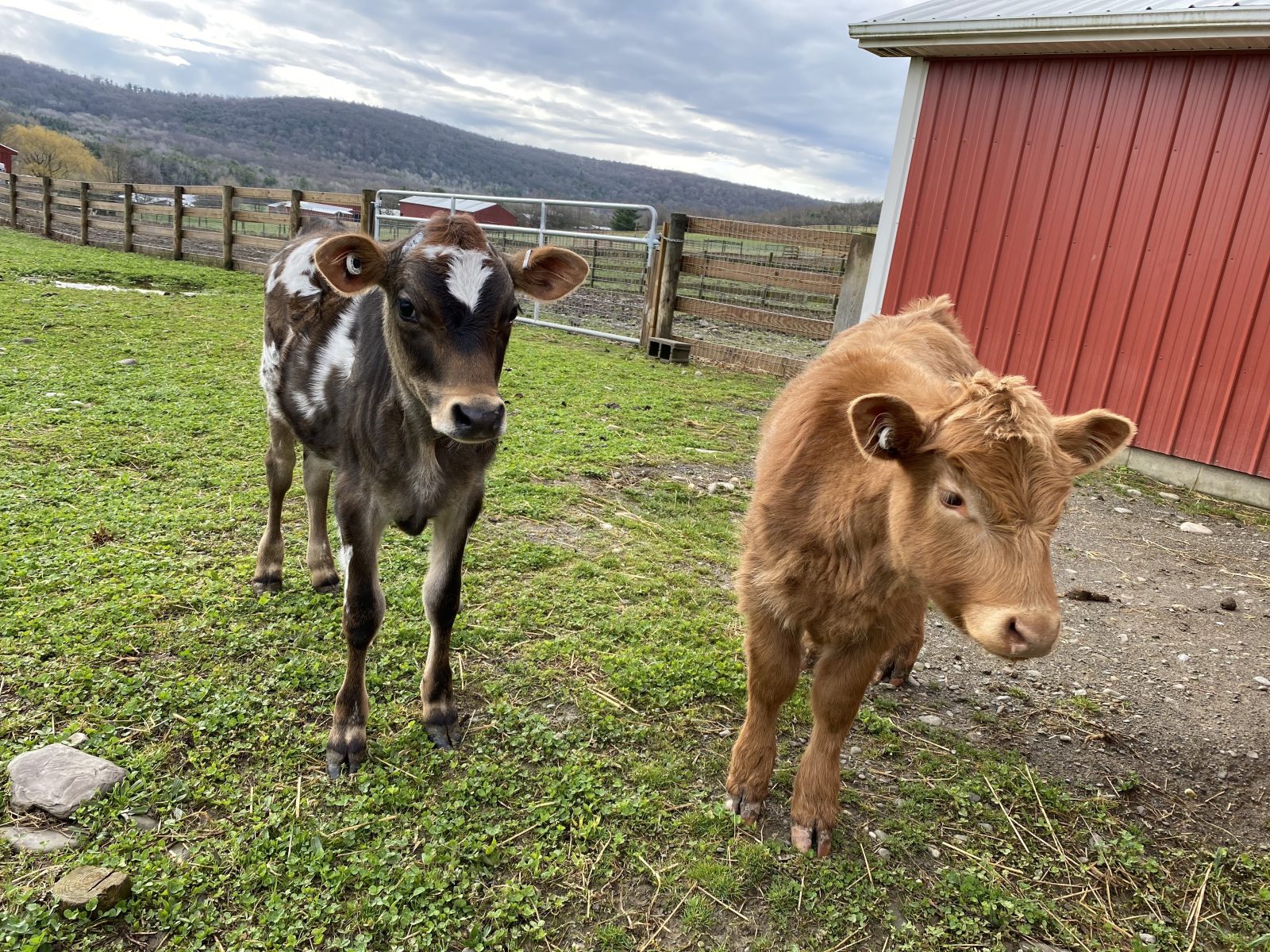 Rescued Cows Bruce and Evan stand outside of a red barn at Farm Sanctuary