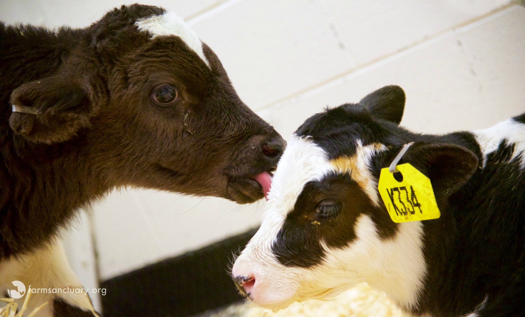 One calf licks another after they are rescued