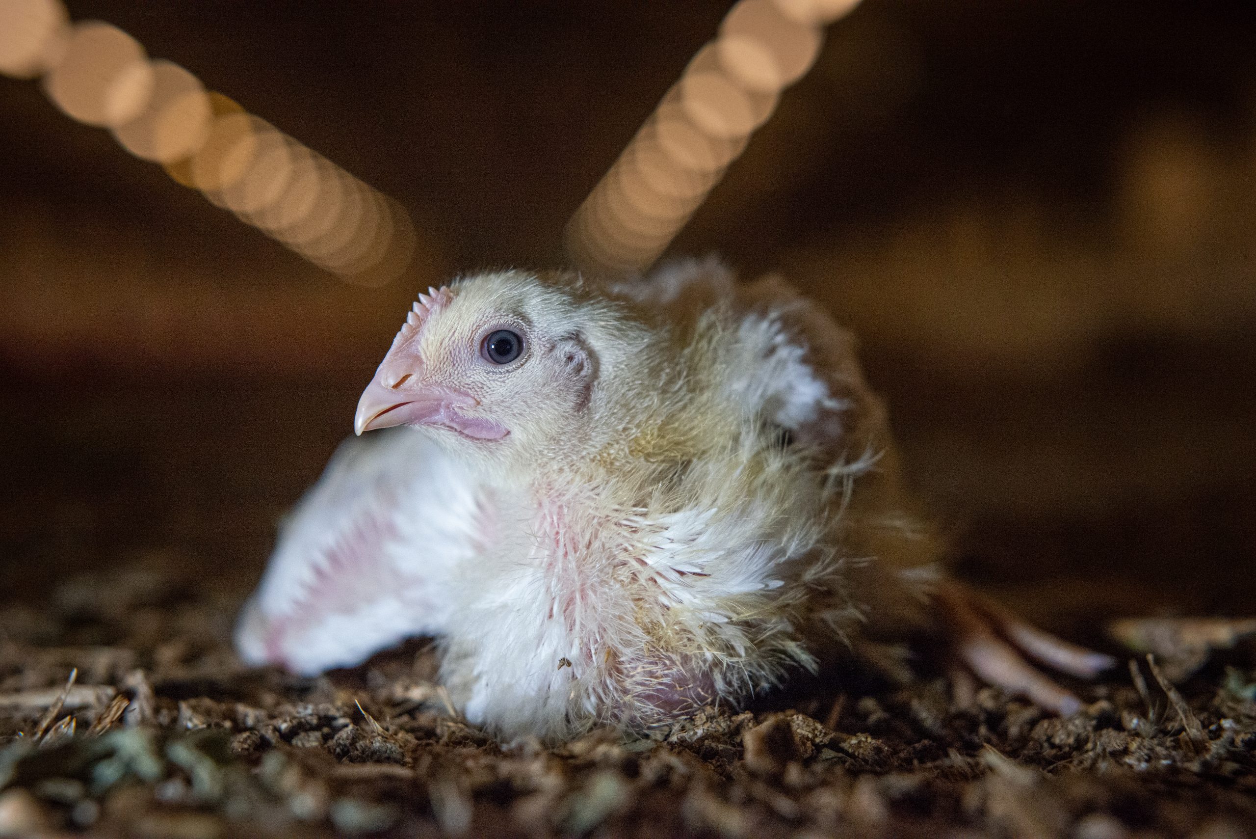 A young broiler chicken in a factory farm.