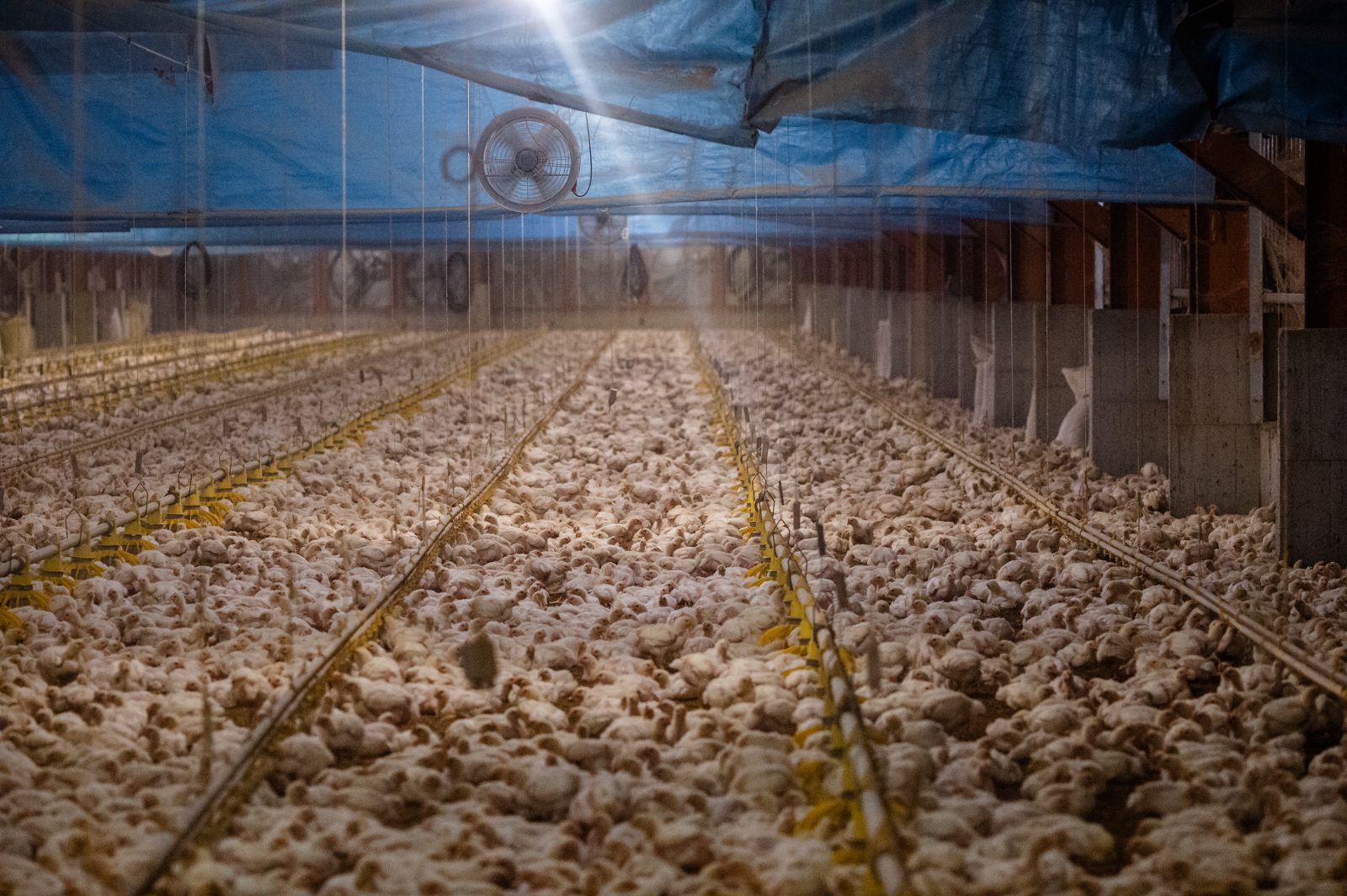 Tens of thousands of young chickens in a multi-level industrial farm.