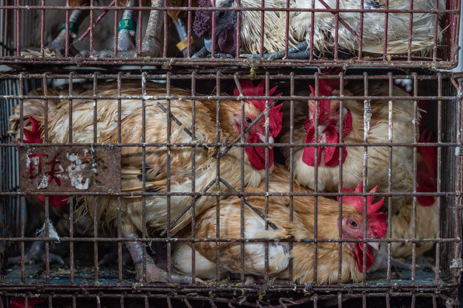 Birds crammed into transport cages arrive at a slaughterhouse.