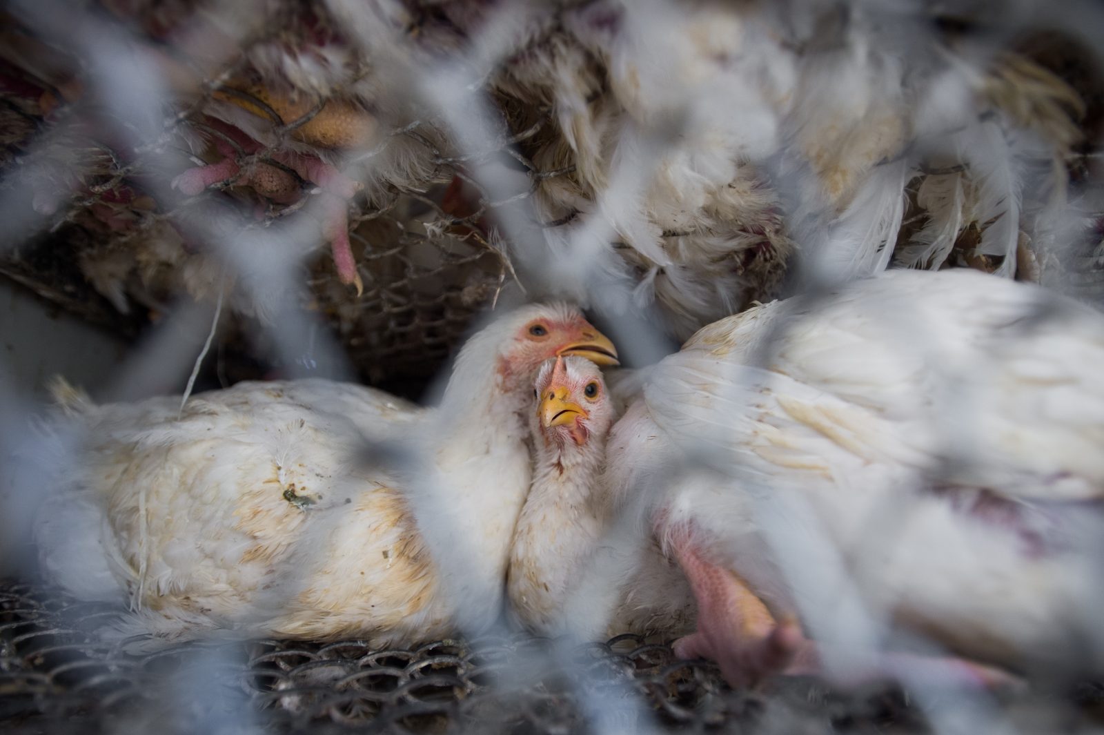 Broiler chickens in transport to slaughter.