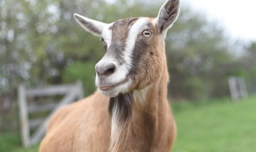 Clarabell goat at Farm Sanctuary
