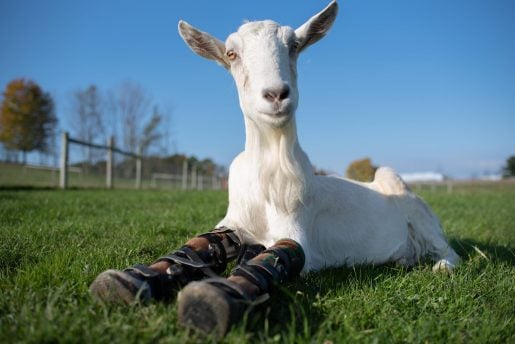 Vertical explainer photo 1 - Bam Bam Goat Sitting in Grass at Farm Sanctuary