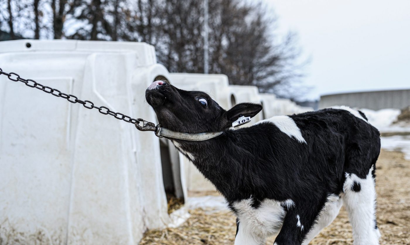 A calf straining against a chain from his veal crate.