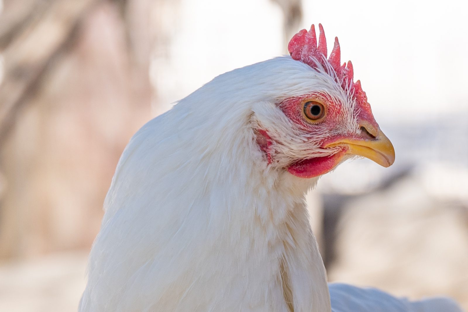 Izzy hen at Farm Sanctuary's Southern California shelte