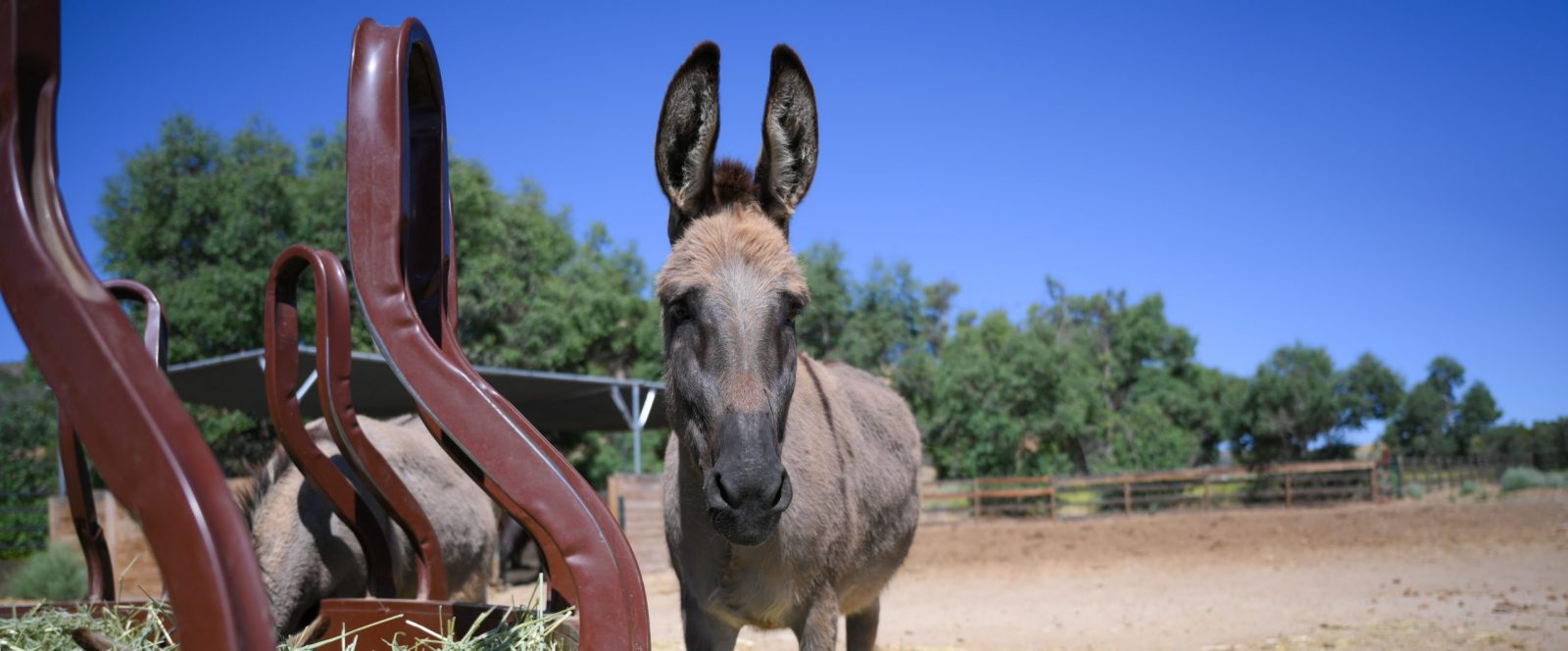 Dorado Donkey at Farm Sanctuary's Southern California shelter