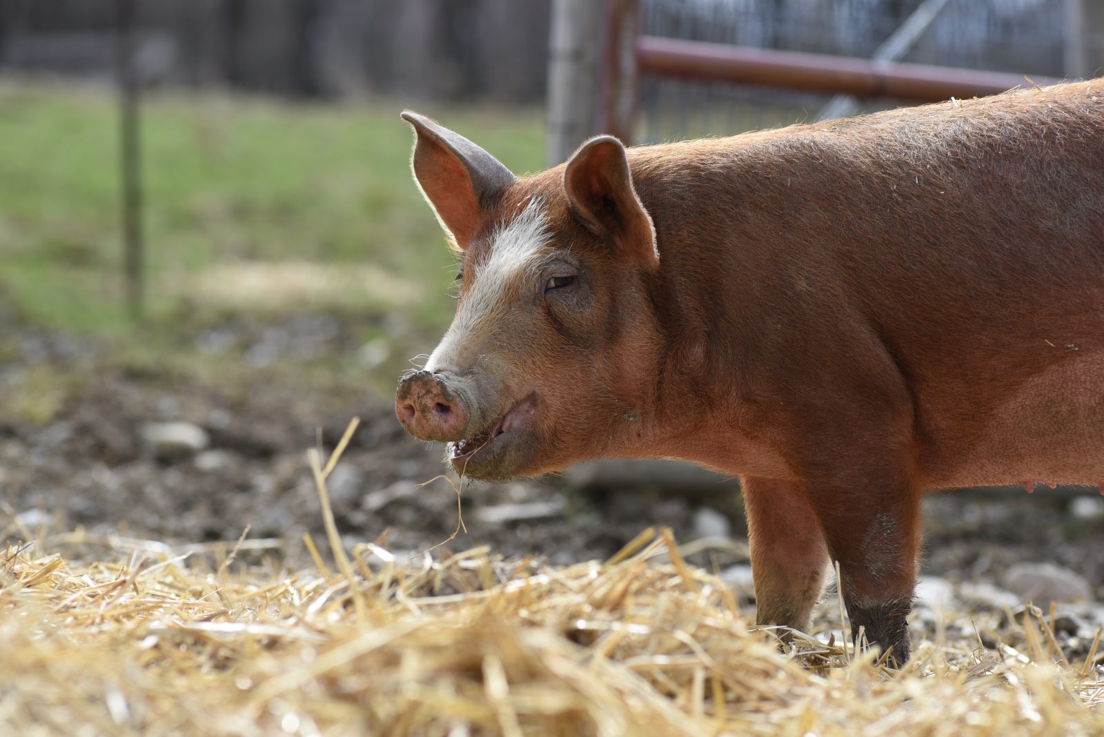 Pig at Farm Sanctuary