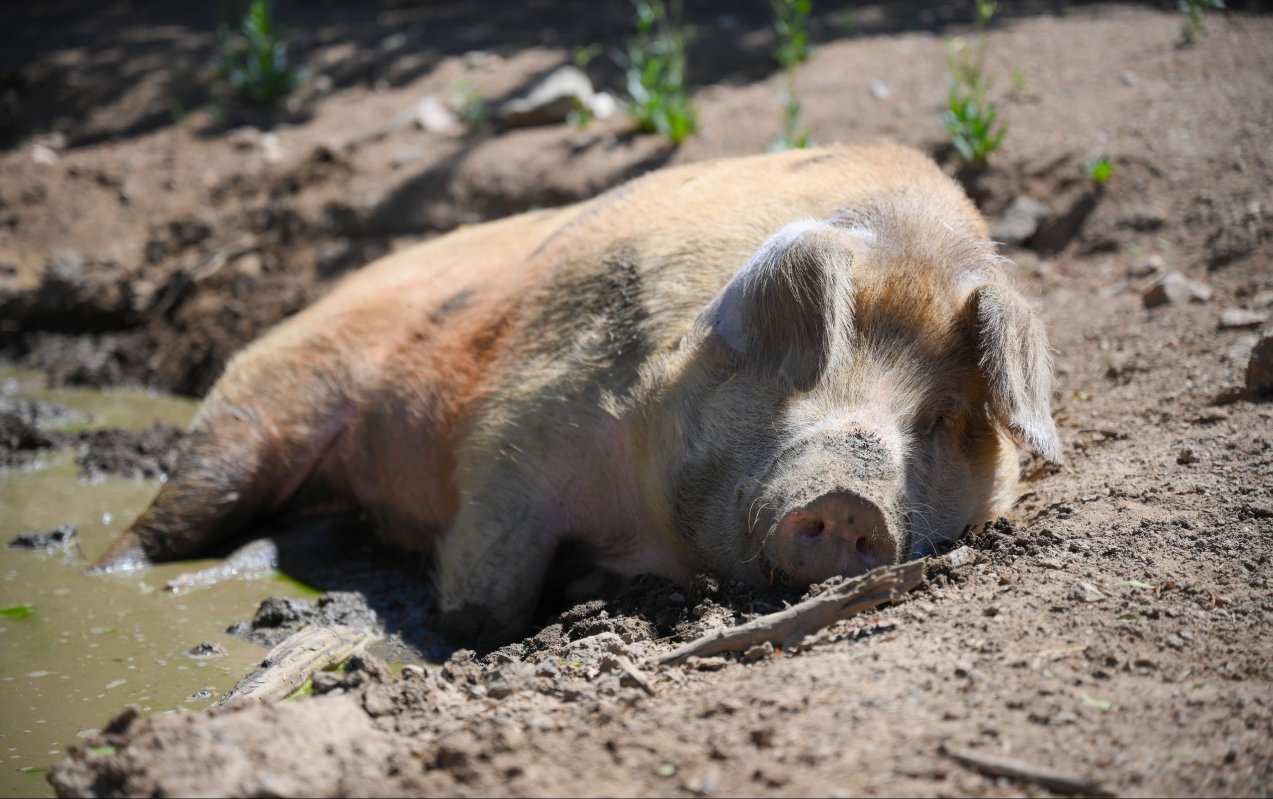 Junip Sydney at Farm Sanctuary's Southern California shelter