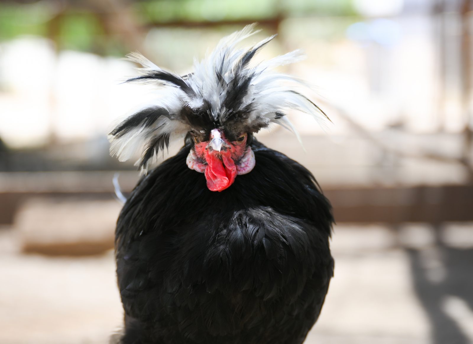 Stephen Rooster at Farm Sanctuary's Southern California shelter