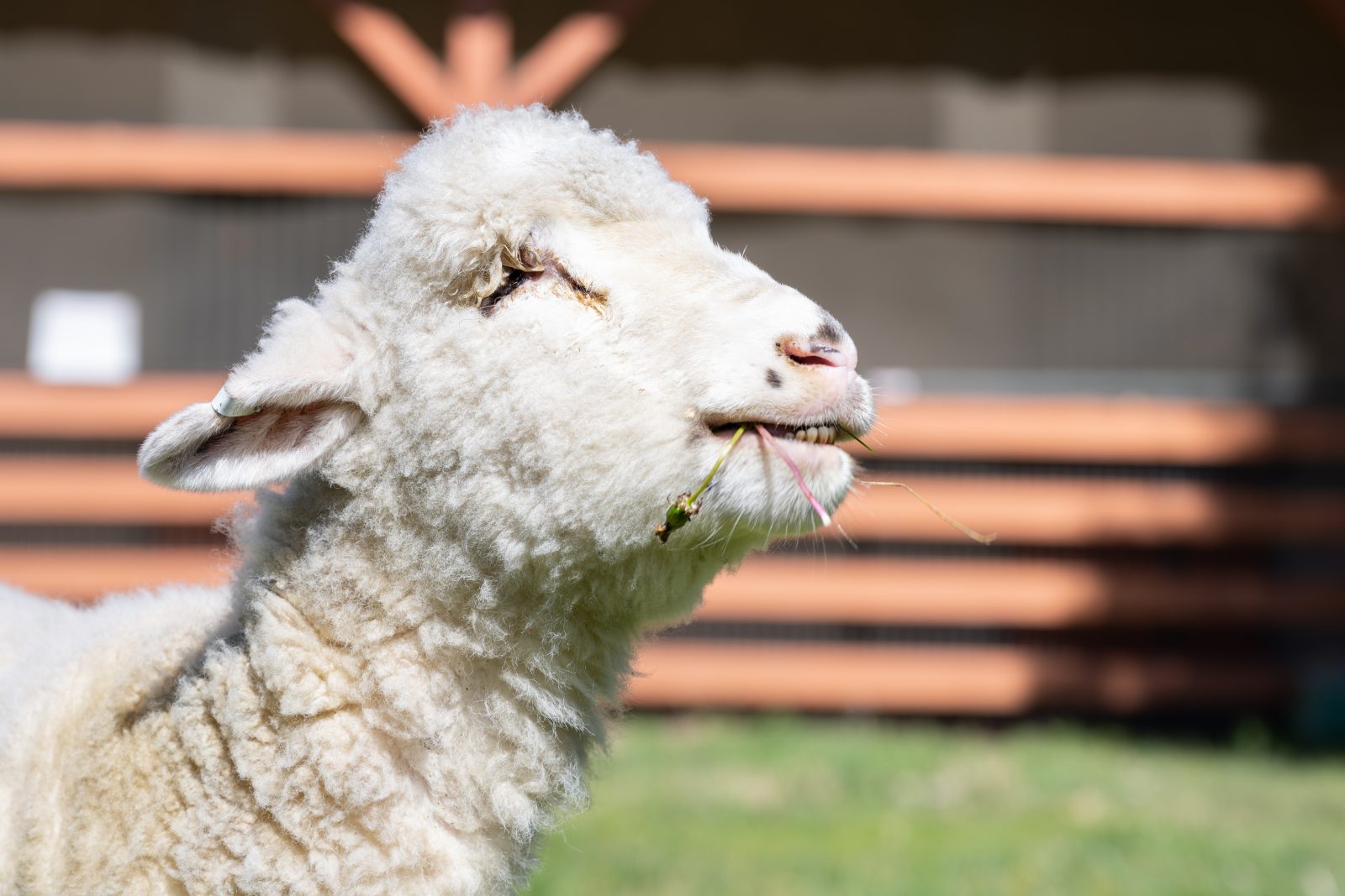 Biscuit, a blind sheep, at Farm Sanctuary