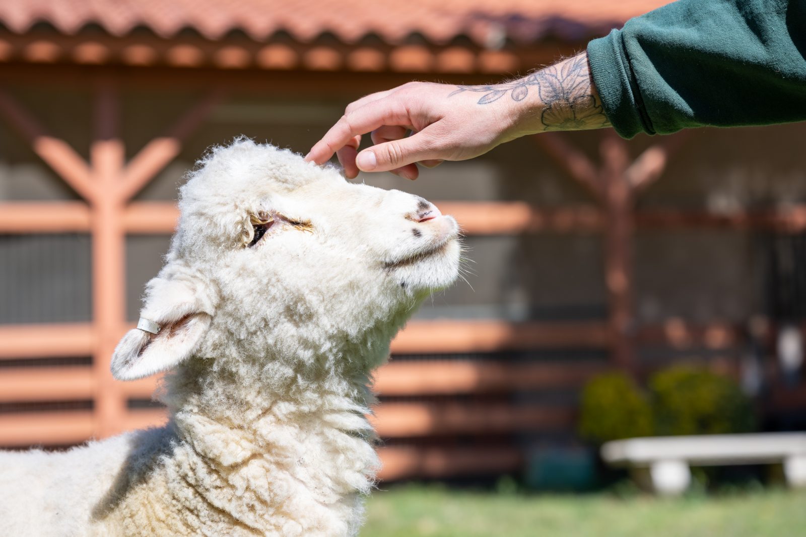 Biscuit gets a loving touch on the head from a Farm Sanctuary caregiver