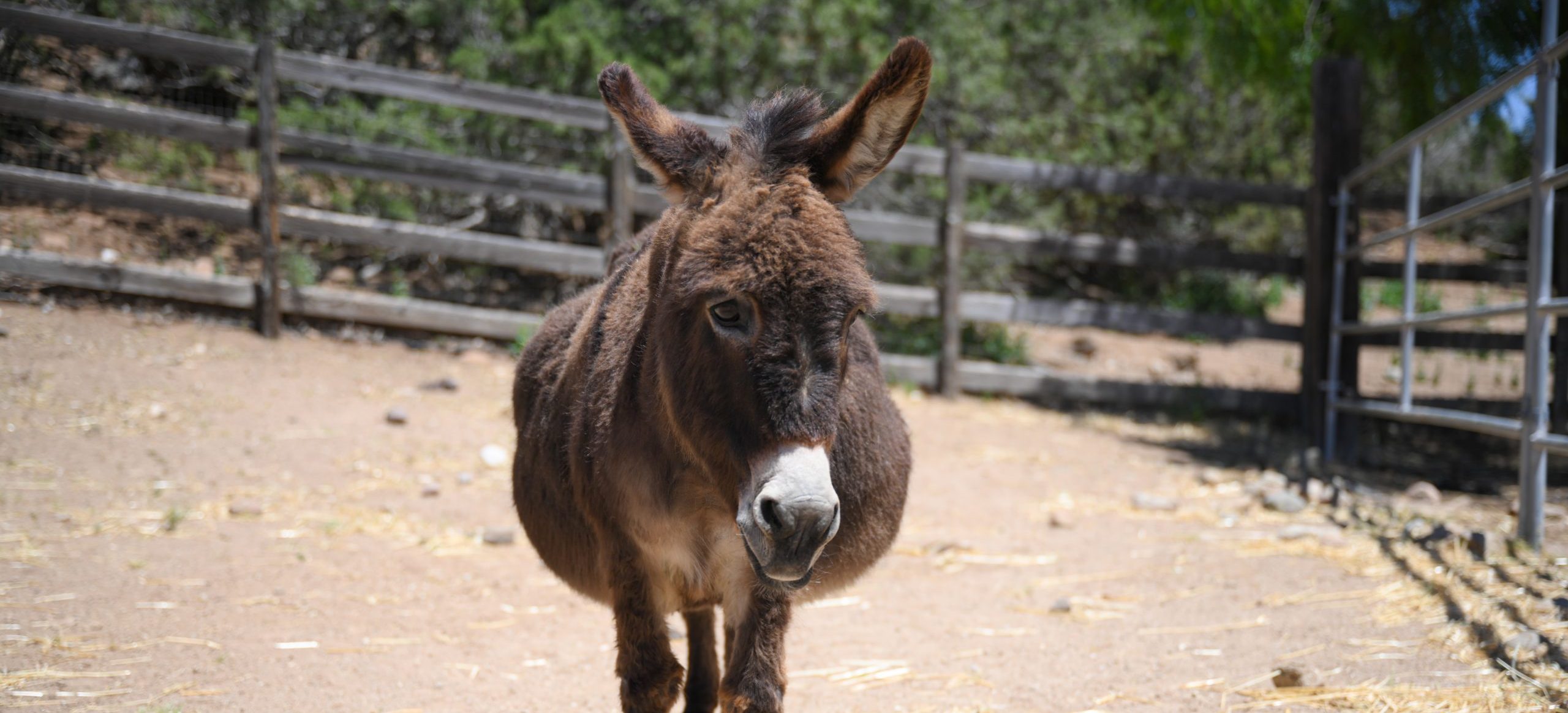 Albert Donkey at Farm Sanctuary's Southern California shelter