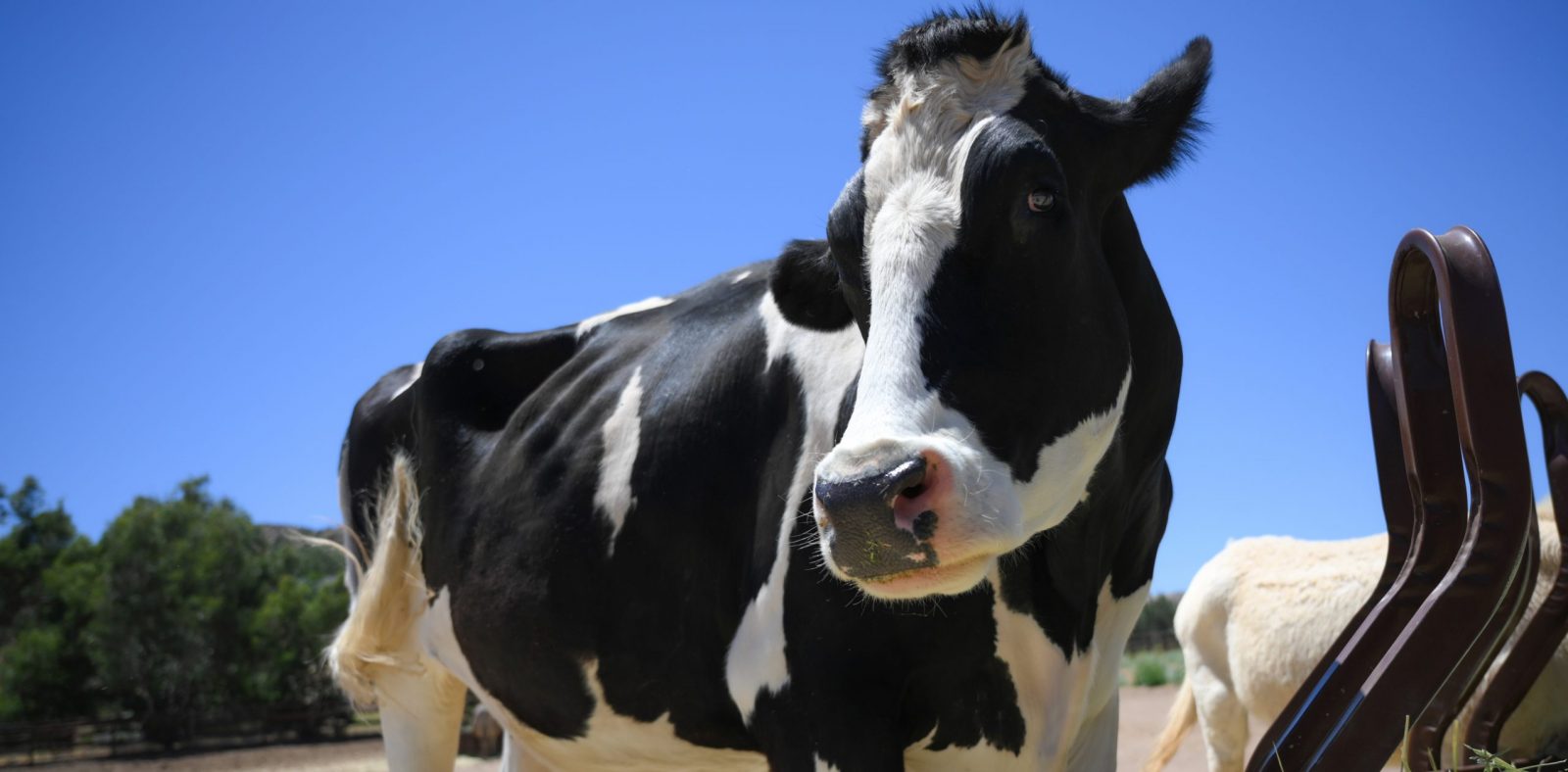 Safran Steer at Farm Sanctuary's Southern California shelter