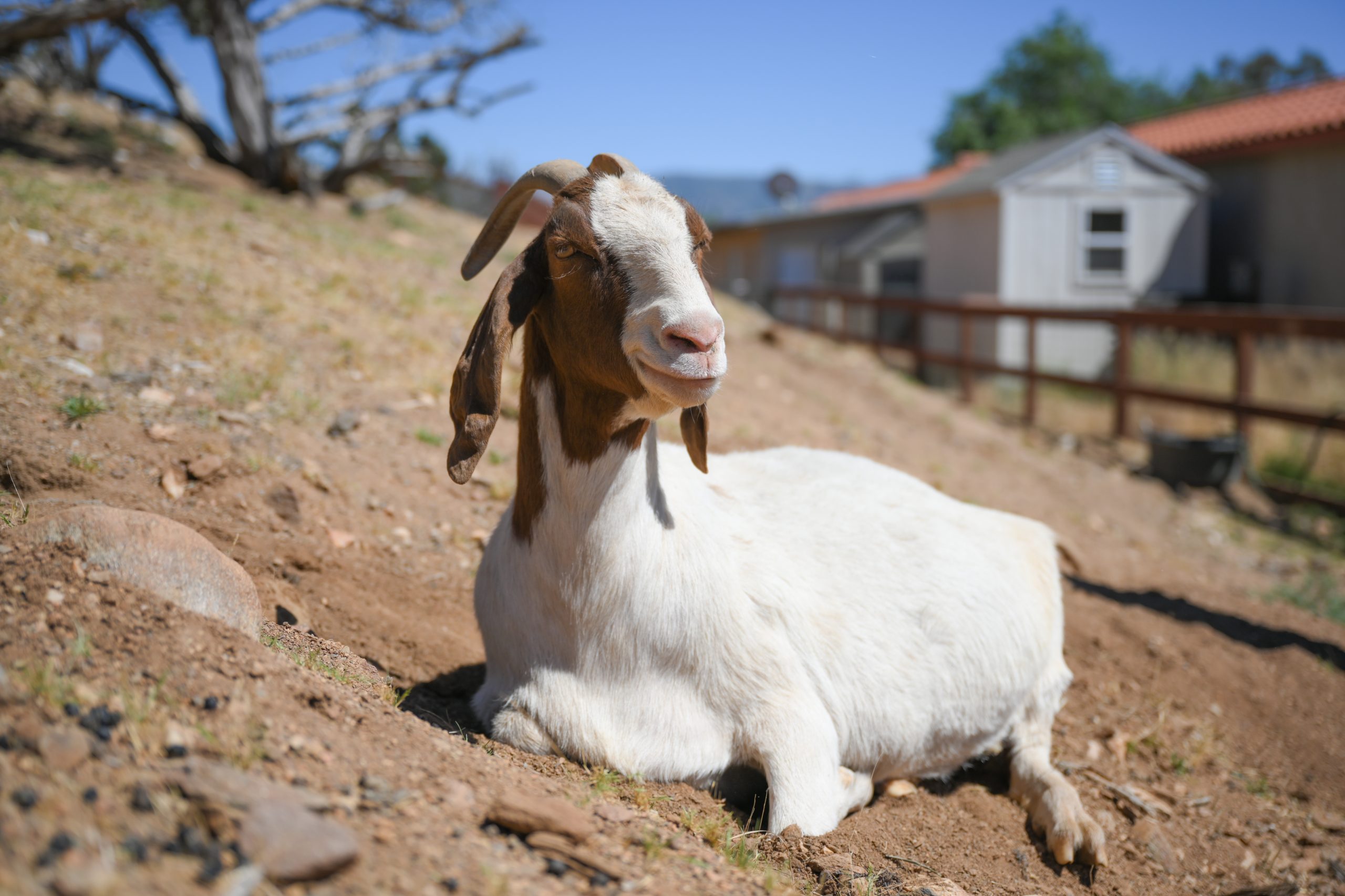 Erika Goat at Farm Sanctuary's Southern California shelter