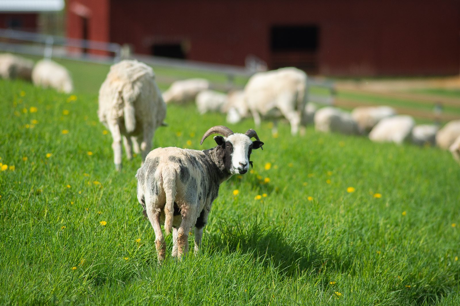 Clare sheep at Farm Sanctuary after shearing