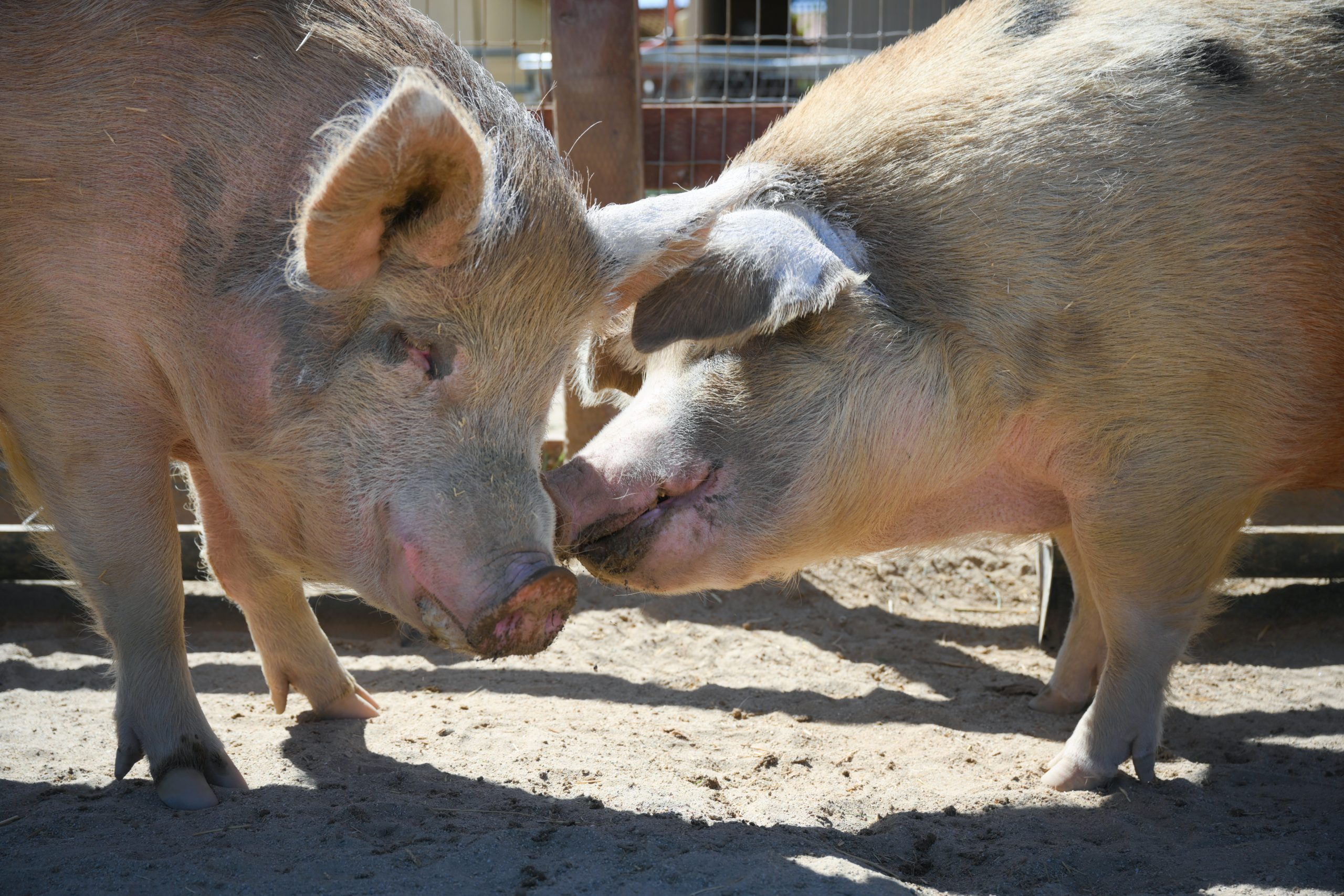 Von D and Junip Sydney pigs at Farm Sanctuary