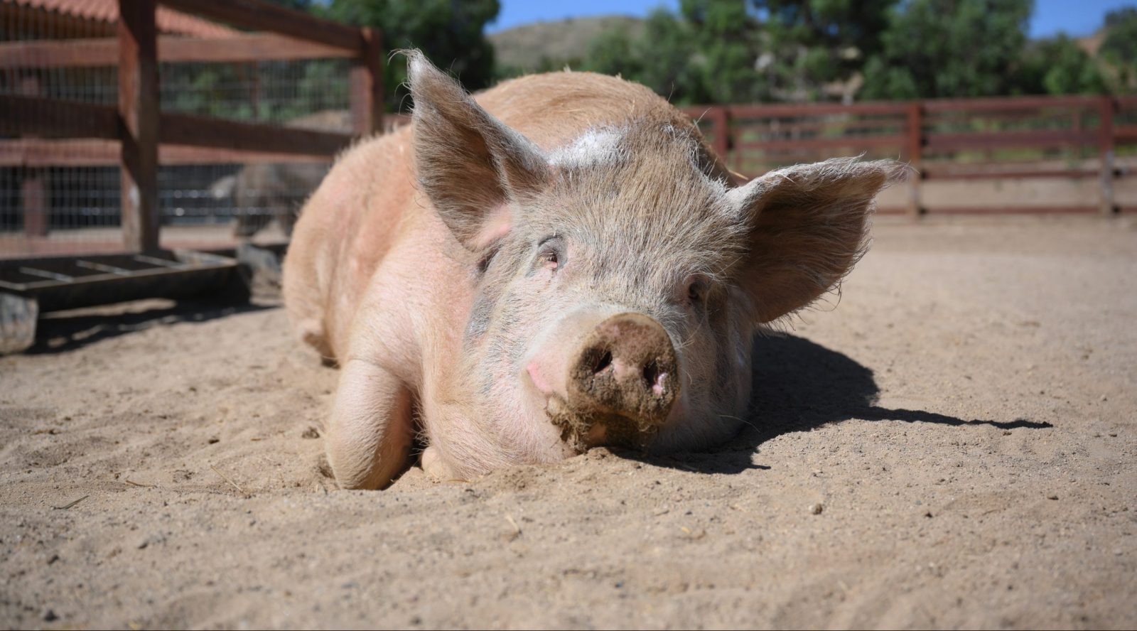Von D Pig at Farm Sanctuary's Southern California shelter