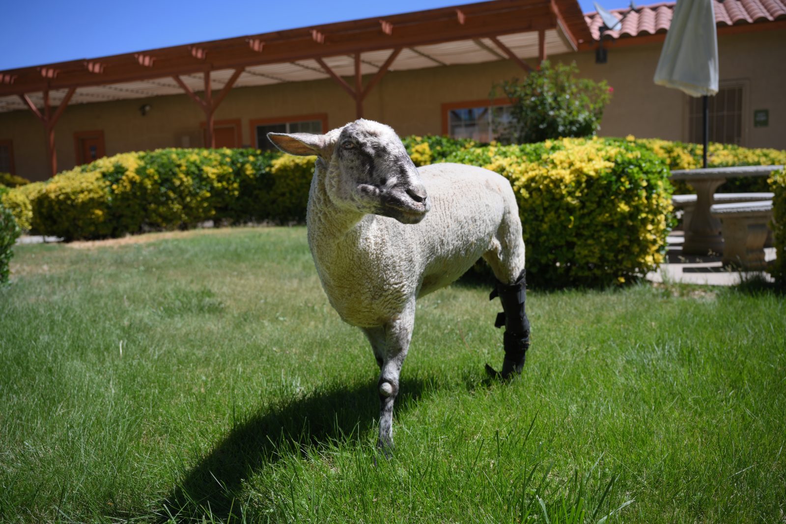 Regina Sheep at Farm Sanctuary's Southern California shelter