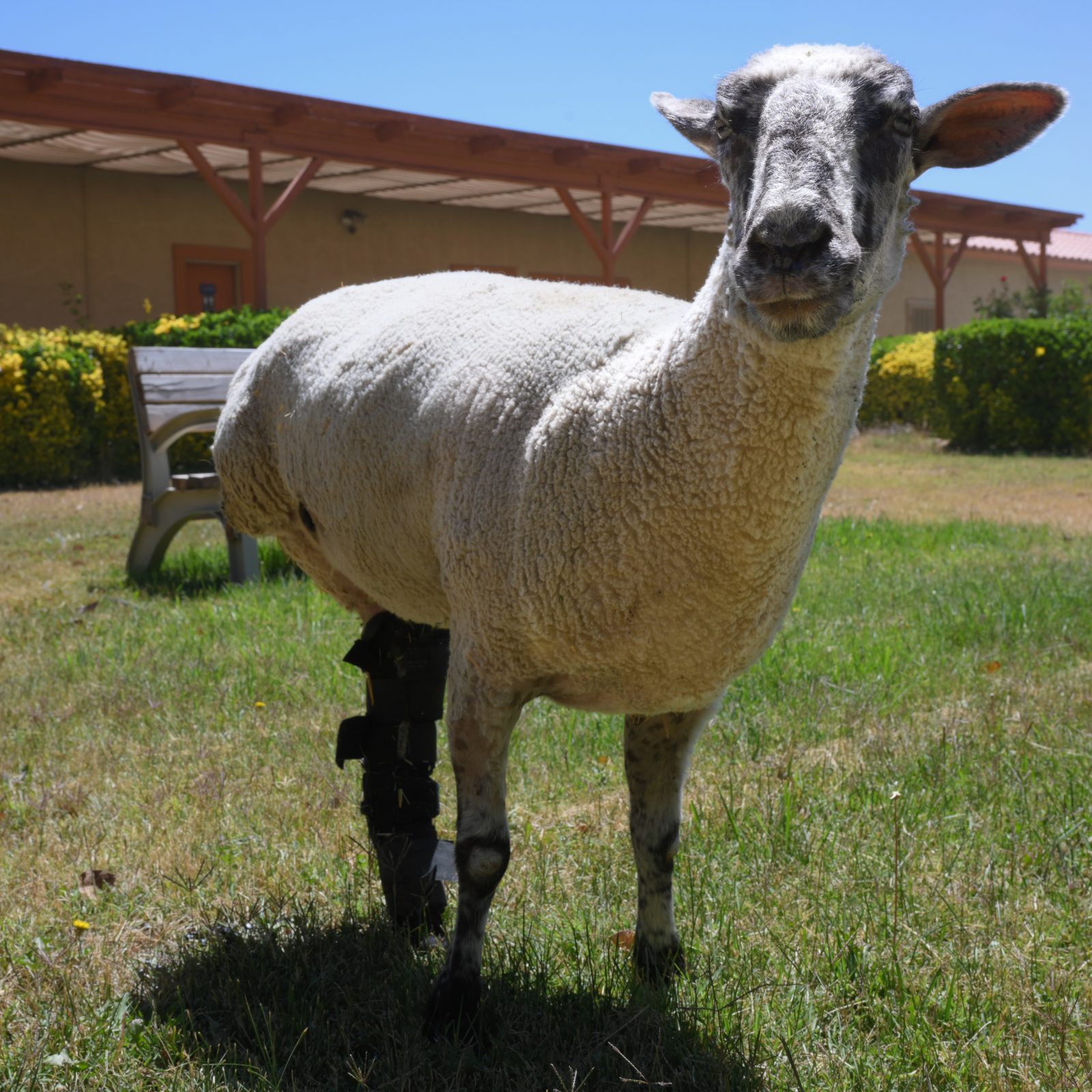 Regina Sheep at Farm Sanctuary's Southern California shelter