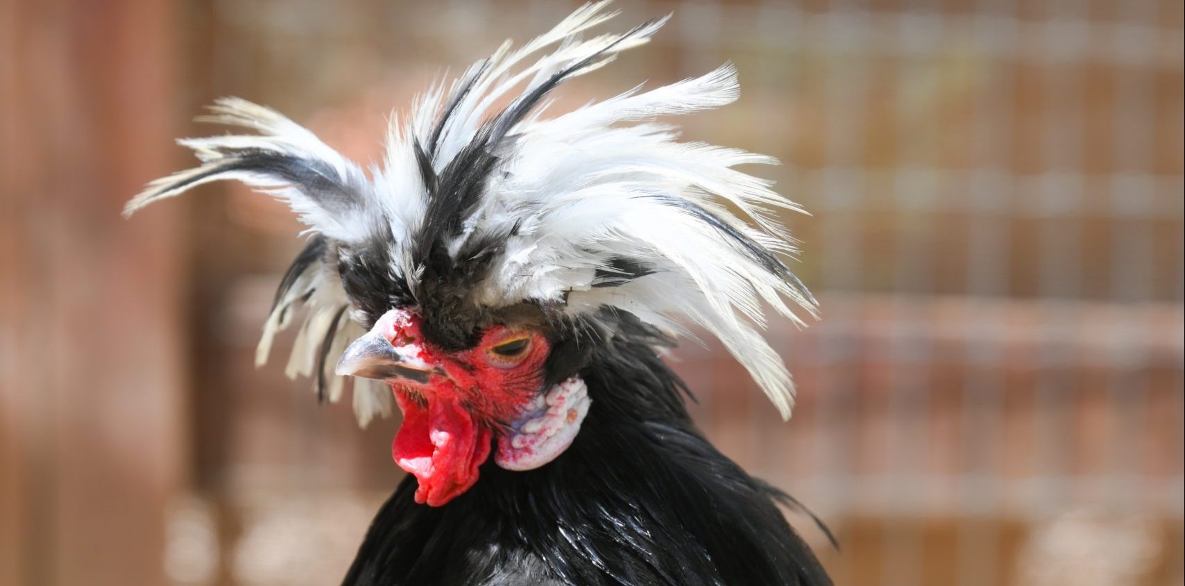 Stephen Rooster at Farm Sanctuary's Southern California shelter