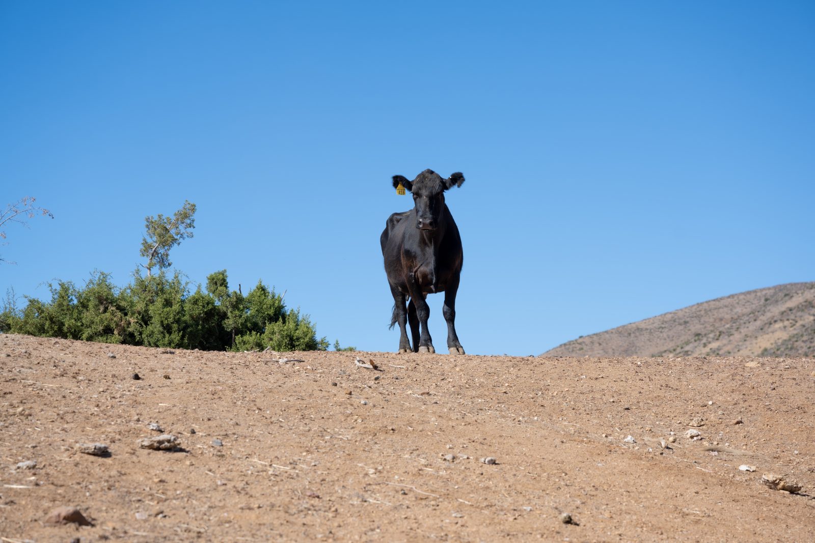Yet-to-be-named cow, standing on hill at Farm Sanctuary