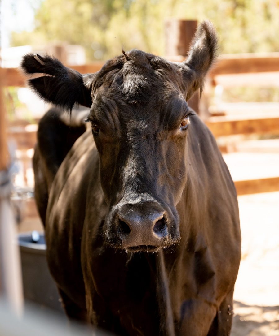 Yet-to-be-named cow at Farm Sanctuary