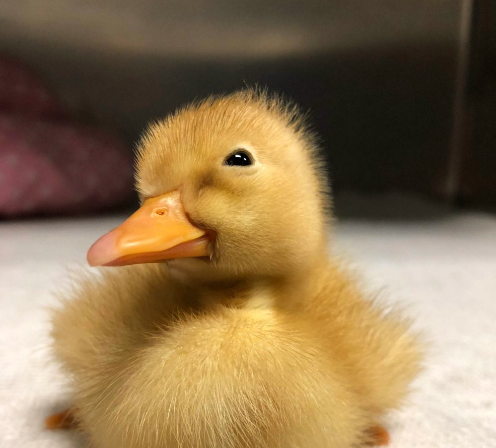 new Duckling at Farm Sanctuary