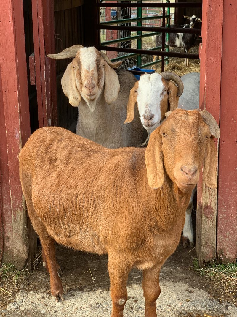 Jamie, Earl, and Ian goats
