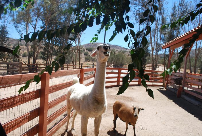 Felicity and Yoda in their new enclosure