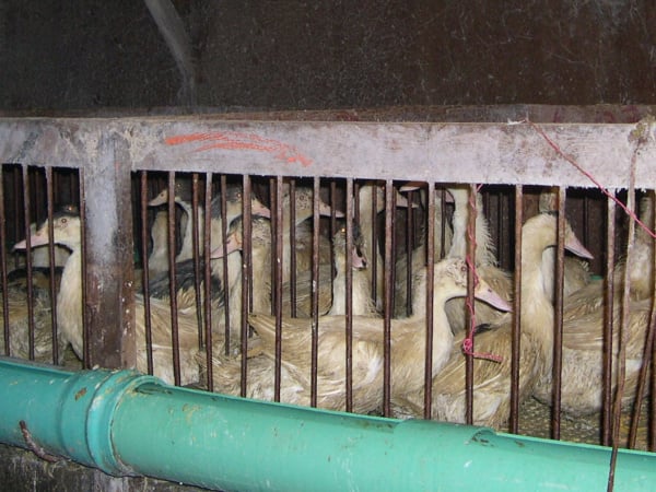 Ducks raised for foie gras