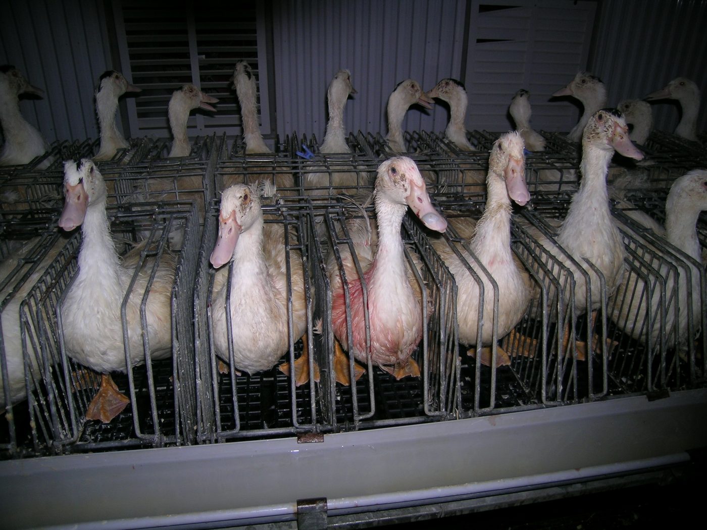 Foie Gras Industry ducks