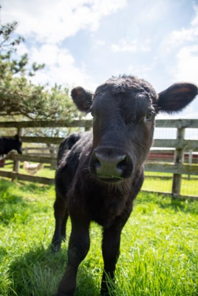 Forrest, as a calf, at Farm Sanctuary