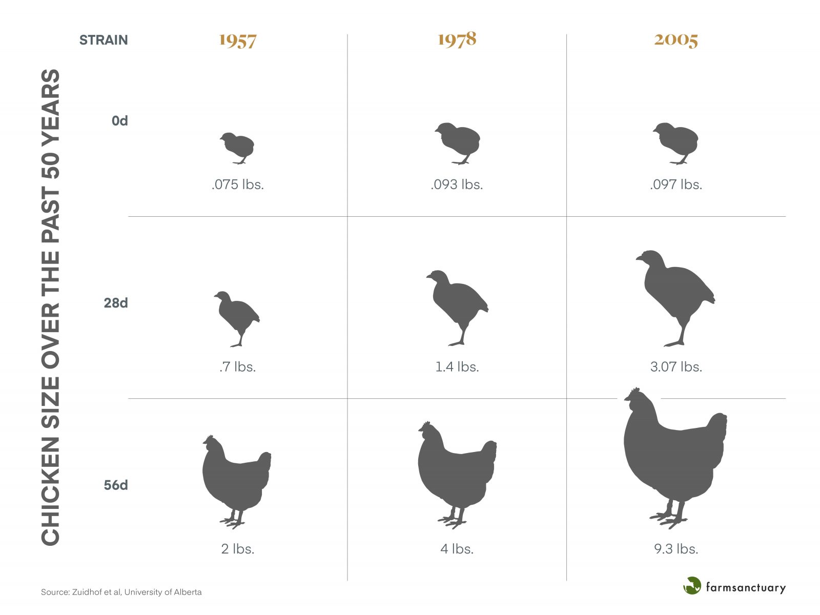 Chicken size chart