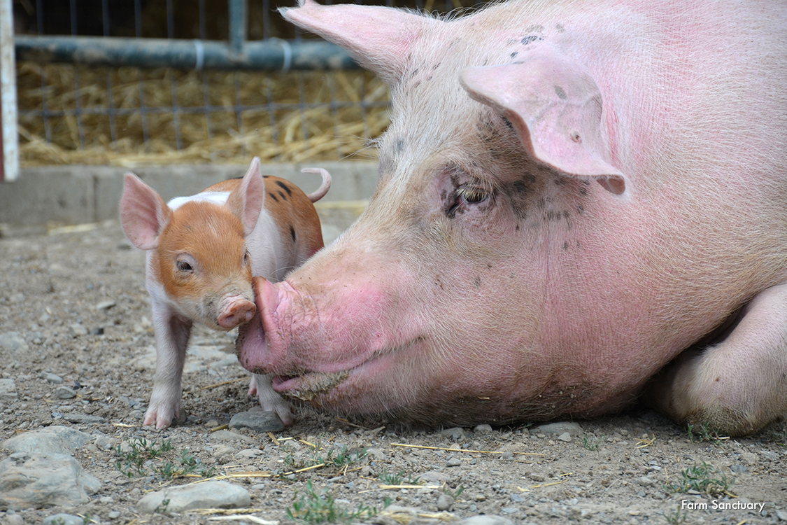Julia pig and her piglet at Farm Sanctuary.