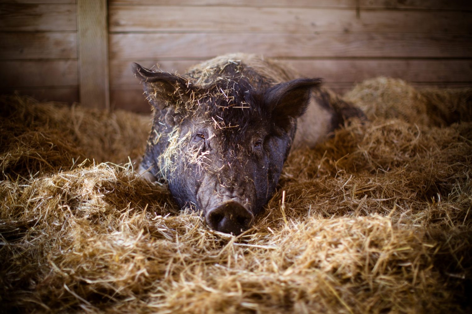 Reggie pig sleeping at Farm Sanctuary