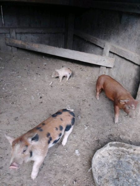 George at a petting zoo