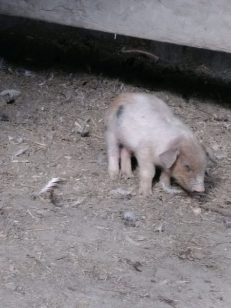 George at a petting zoo