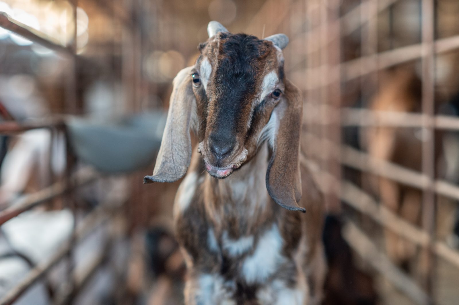 Intensive goat farming. Taiwan, 2019